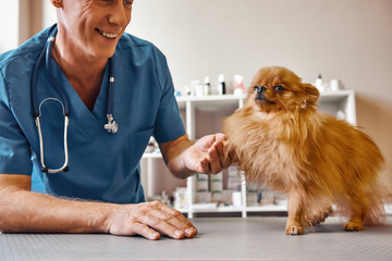Nice to meet you, buddy! Cheerful middle aged vet holding dog's paw and smiling while standing at veterinary clinic.