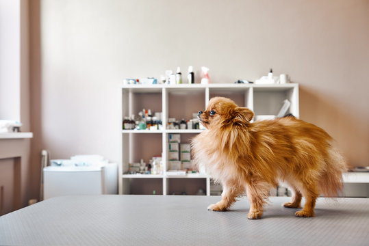 Small, but brave! Portrait of cute little dog standing on the table while visiting veterinary clinic. Pet care concept