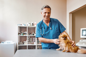 Working with animals. Positive middle aged vet stroking small and cute dog before making check up at veterinary clinic - Powered by Adobe