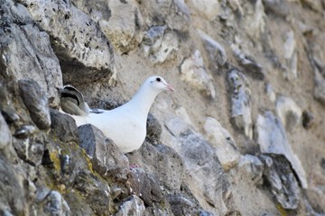 Weiße Taube 