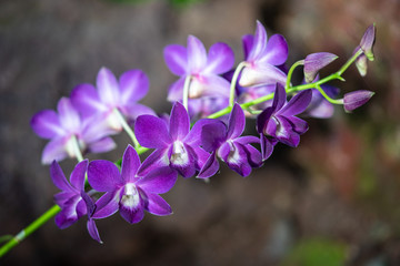 Obraz premium fleur d'orchidée mauve