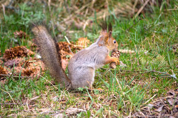 spring squirrel eats a lump in the green grass