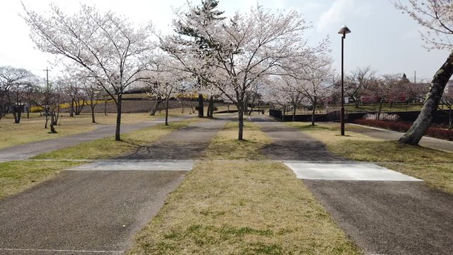 Cherry Blossoms in a Park