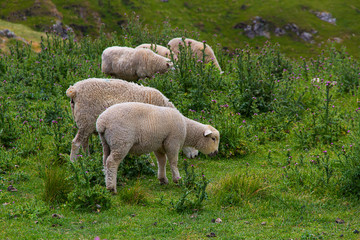 Obraz na płótnie Canvas Sheep grazing in the field