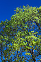 tree with young green leaves and blue sky