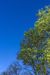 tree with young green leaves and blue sky