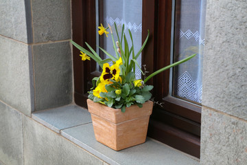 Pots with pansies stand on the windowsill