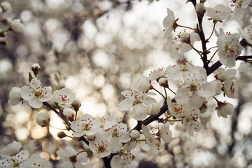 Wiosna rozkwitające kwiaty w słońcu - obrazy, fototapety, plakaty