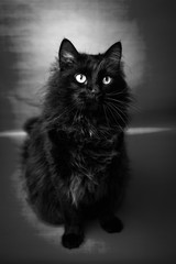 Portrait of a black cat in a black and white photograph
