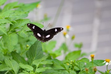 Great Eggfly Butterfly open wings