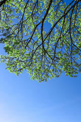 tree with young green leaves and blue sky