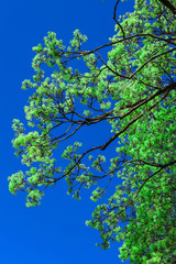 Obraz premium tree with young green leaves and blue sky