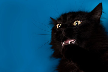 Portrait of a black cat with a blue background