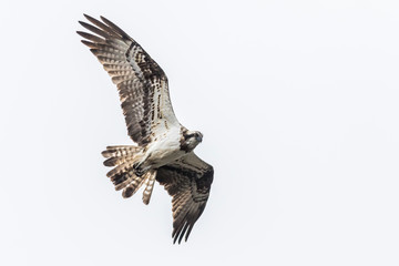 Osprey (Pandion haliaetus)