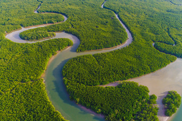 Aerial view green mangrove tropical forest swamp line to sea - obrazy, fototapety, plakaty