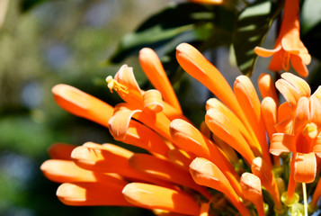 Orange flowers look beautiful on a blurred background.