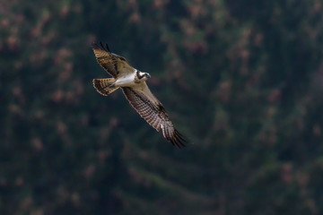 Osprey (Pandion haliaetus)