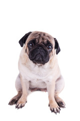Portrait of a pug dog with big sad eyes. Isolated