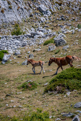 Wild horse and foal in the National Park of Fuentes Carrionas. Palencia