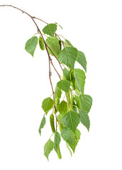 Young branch of birch with buds and leaves isolated on white background, without shadow.