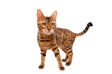 Obraz premium Bengal cat. Isolated on white background