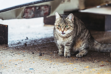 Chat européen qui se cache sous une barque