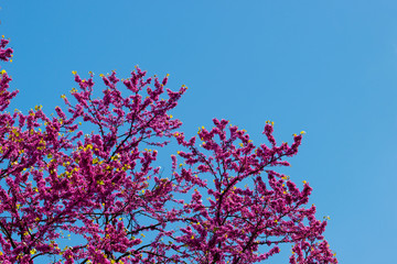 Spring cherry tree blossom