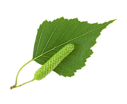 Leaf of the silver birch and catkin closeup on a white background
