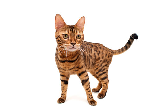Bengal cat. Isolated on white background