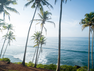 Obraz premium Aerial view of coconut trees at seaside the morning,Sri lanka