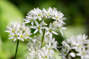 Beer leek - Allium ursinum. Blooming wild garlic with white blooms in springtime