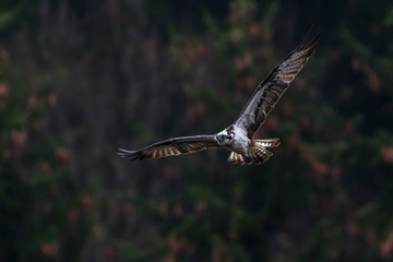 Osprey (Pandion haliaetus)