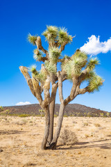 Joshua Tree National Park in California, USA