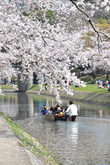 cherry blossom viewing at the riverside / 運河沿いに愛でる満開の桜（舟下り）