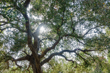 Fototapeta premium Looking up a big tree while sun backlight
