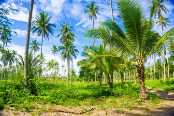Fototapeta na wymiar Coconut palm tree plantation in sea beach tropical forest
