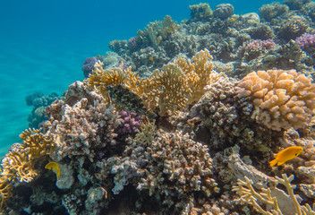 Fototapeta na wymiar Korallenriff mit Hartkorallen