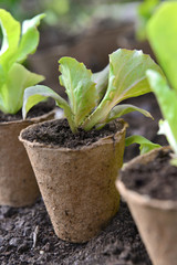 lettuce seedling growing in a peat pot and ready to be planted in garden