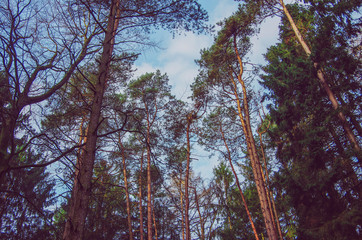 Wald in Niedersachsen 