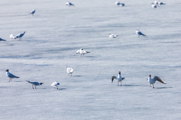 The scene of gulls' market during the mating season on the spring ice of the river or the lake in the city park in the clear sunny day