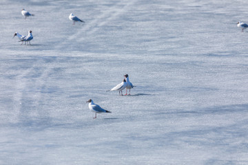 The scene of gulls' market during the mating season on the spring ice of the river or the lake in the city park in the clear sunny day