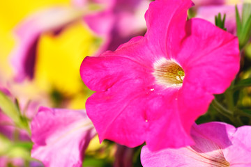 Pink-purple flower on a blurred background in the garden