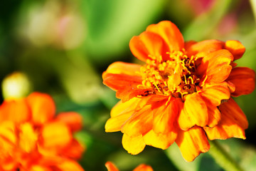 Yellow flowers on a blurred background in the garden