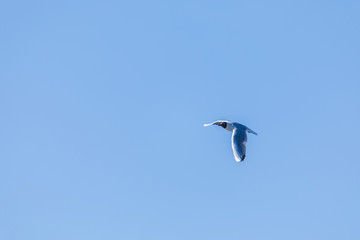 The alone flying gull or mew in the spring sunny day in the city park on the background of the...
