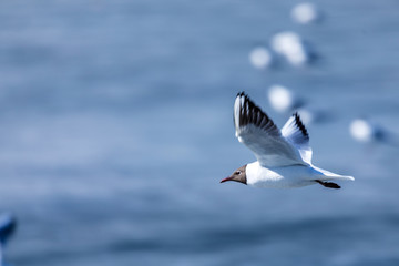 The alone flying gull or mew in the spring sunny day in the city park on the background of the river or lake ice