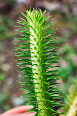 Green cactus with spikes, isolated on a blurred background