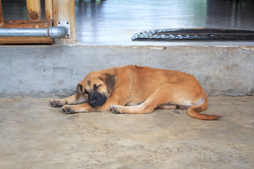 Young brown Dog sleep - 260011866
