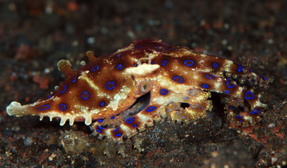 Incredible Underwater World - Hapalochlaena lunulata - Greater blue-ringed octopus. Diving and underwater photography. Tulamben, Bali, Indonesia.