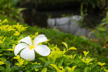 white frangipani flower on bush - 260012087