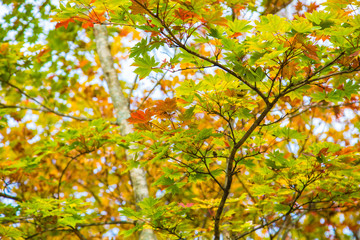 Colorful maple tree leaf autumn scene on white background